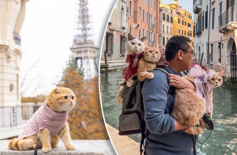 These three NYC cats travel the world with their owners