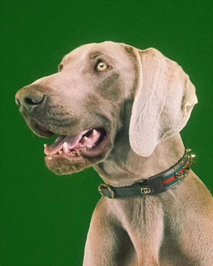 Très chic! This Weimaraner is rocking a $ collar.