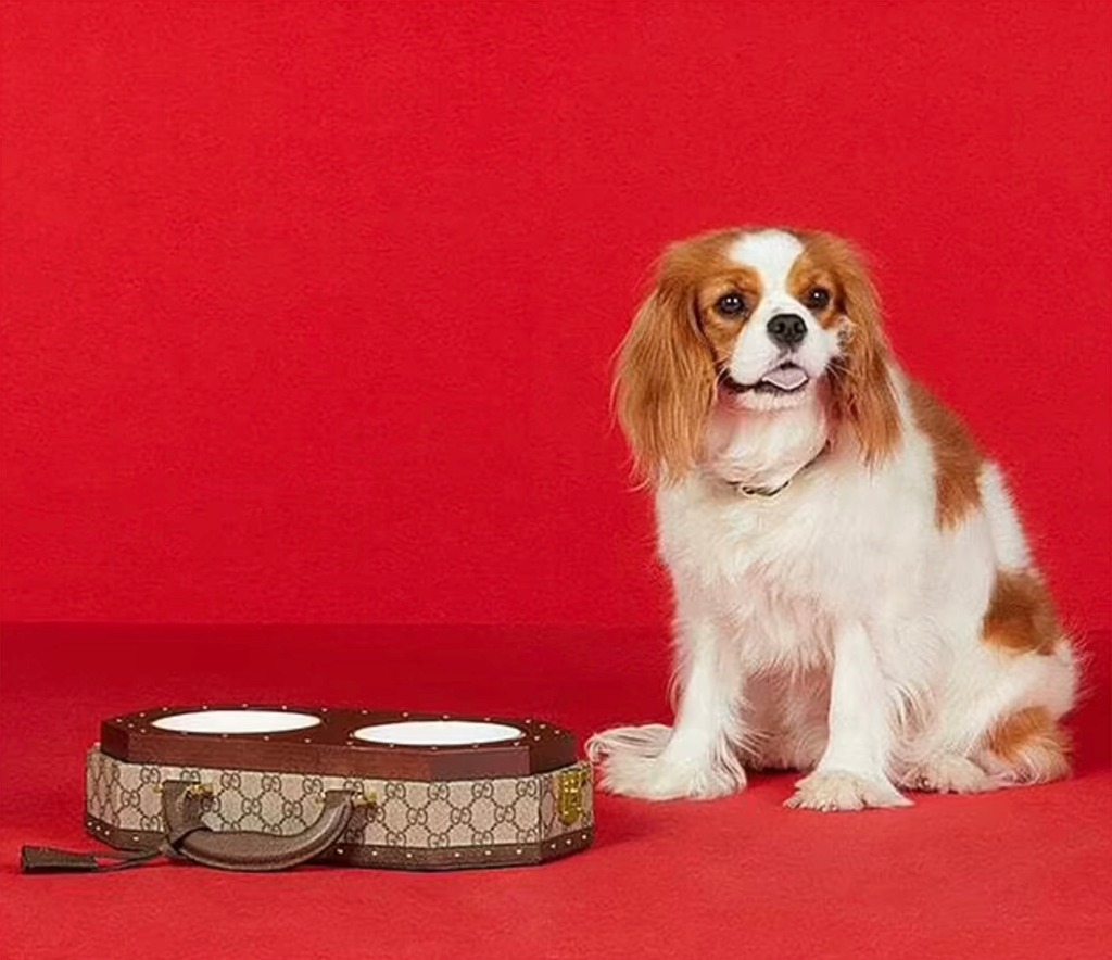 This Cavalier King Charles Spaniel seems thirsty for her bowl, which retails for $.