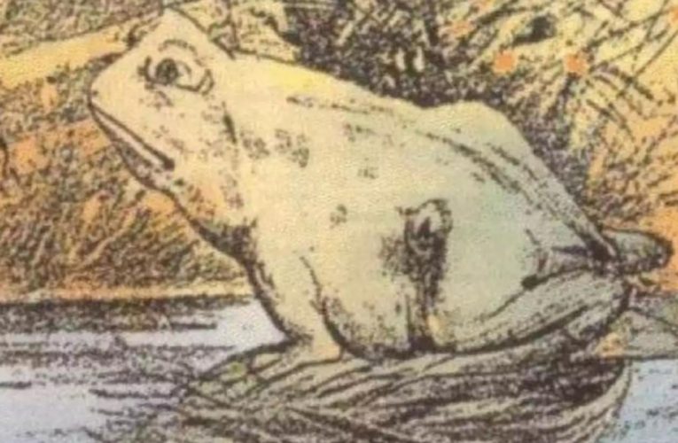 Frog horse optical illusion determines your personality type