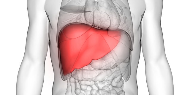 3D Illustration of Human Body Organs Anatomy (Liver)