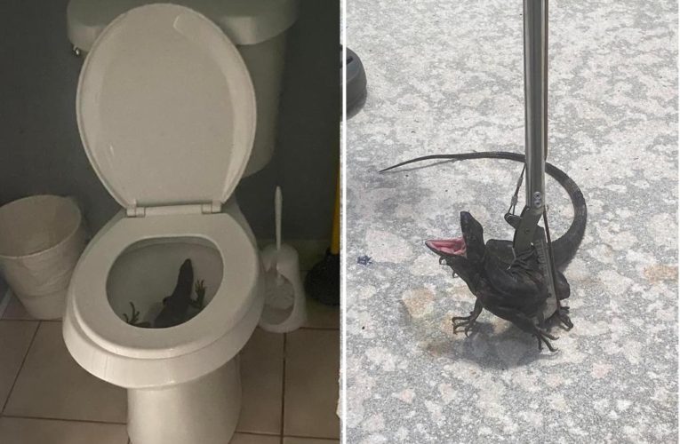 Florida woman surprised by uninvited iguana, in her toilet