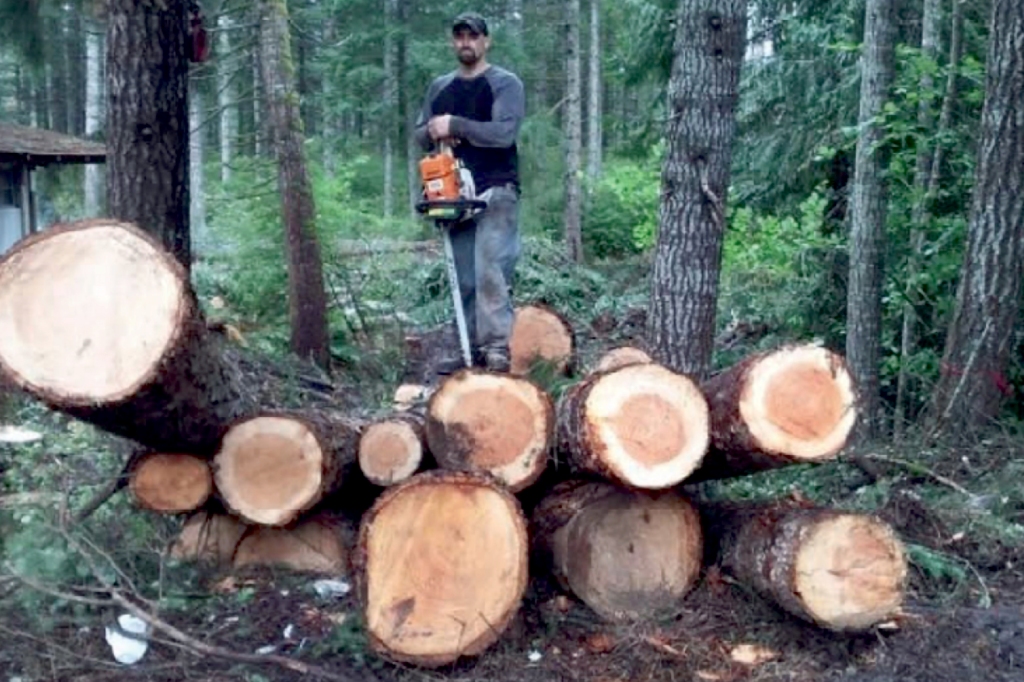 A suspect in a Washington-state tree-poaching case stands over a haul of maples. The US Forest Service says $1 billion worth of wood is illegally looted each year.