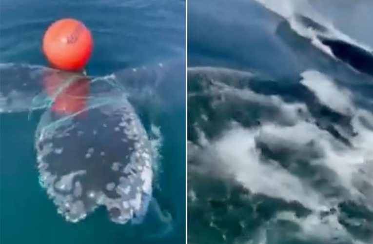 Trapped whale splashes to freedom after dramatic rescue