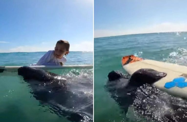 Florida family surprised by friendly manatees