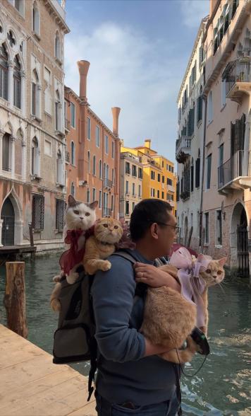 According to Dan, the trio of cats love the water, including the canals of Venice.