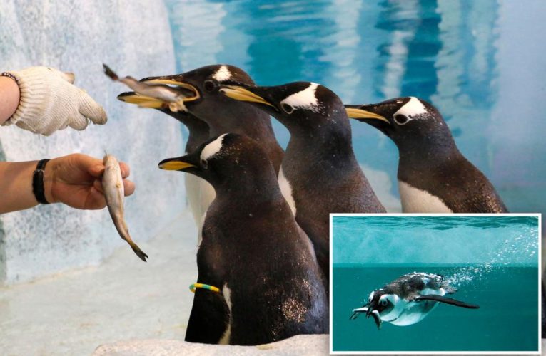 Even penguins are suffering from inflation — and they’re pissed