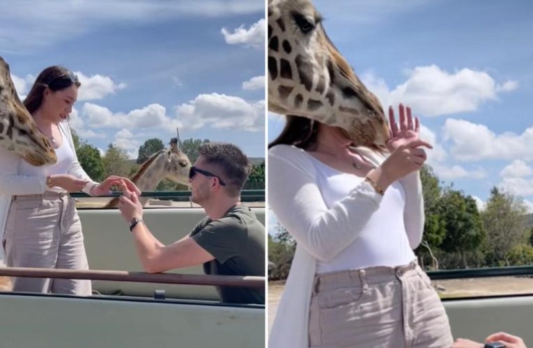 Woman left in neck brace after safari park proposal goes wildly wrong