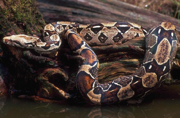 15-foot-long snake shot by cops while wrapped around owner’s neck