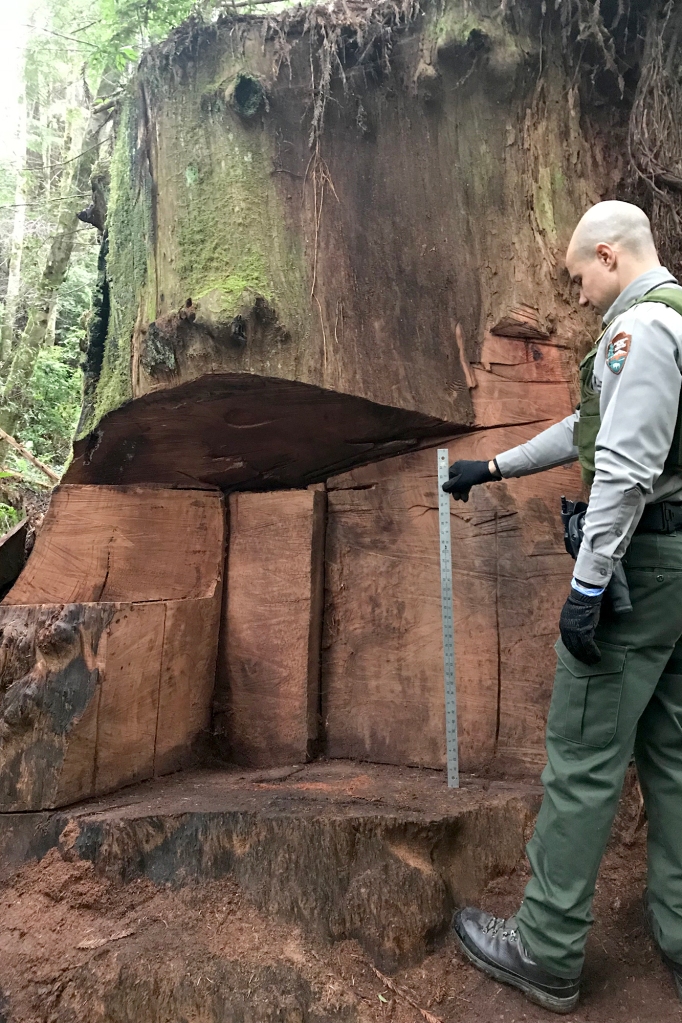 A Redwood National Park ranger inspects a tree cut by bandits at its base for its burls.