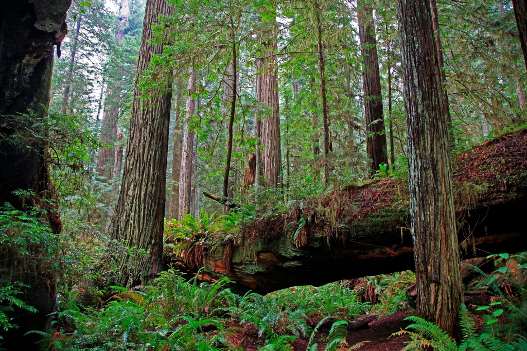 Dense coastal redwood Sequoia sempervirens forest in Redwood National Park near Eureka, Calif. 