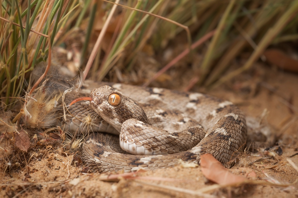 A saw-scaled viper sticking out its tongue.