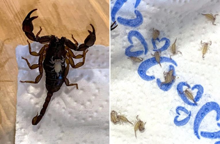 Woman finds scorpions in her suitcase after Croatia trip