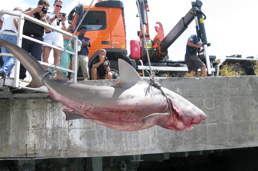 LA REUNION ISLAND - AUGUST 10 :  A Bull Shark is caught on August 10, 2012  in Reunion Island. Fabien Bujon was attacked and seriously injured by a bull shark on the island of La Reunion on August 8, 2012.(Photo by Thierry Esch/Paris Match via Getty Images)