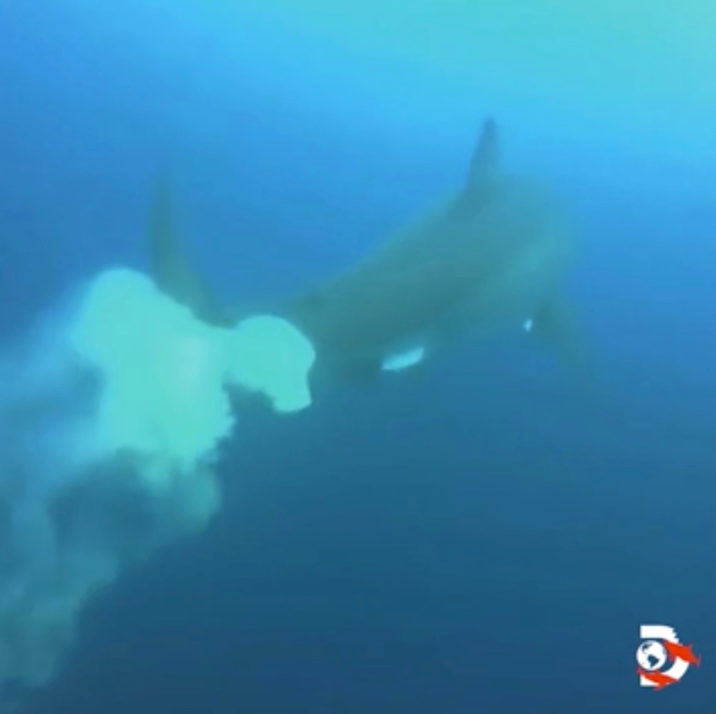 The Great white shark then lets off a giant poo and swims away.