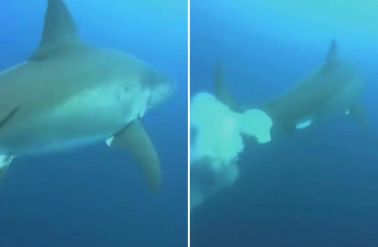 Great white shark leaves ‘poonado’ in diver’s face