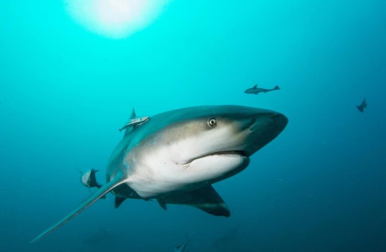 ‘Shark Week,’ now 34, sees Tracy Morgan, Dwayne ‘The Rock’ Johnson