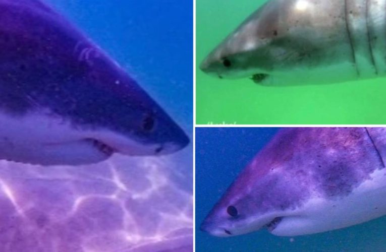 4 great white sharks spotted in two days off Cape Cod