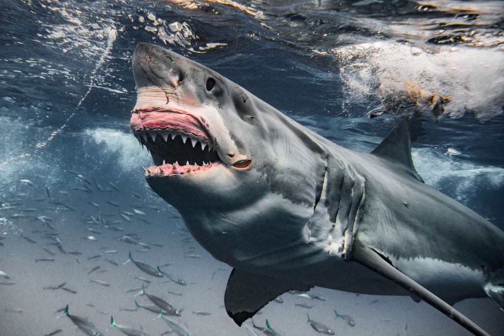 A 1,500-pound great white off Guadalupe Island, Mexico.