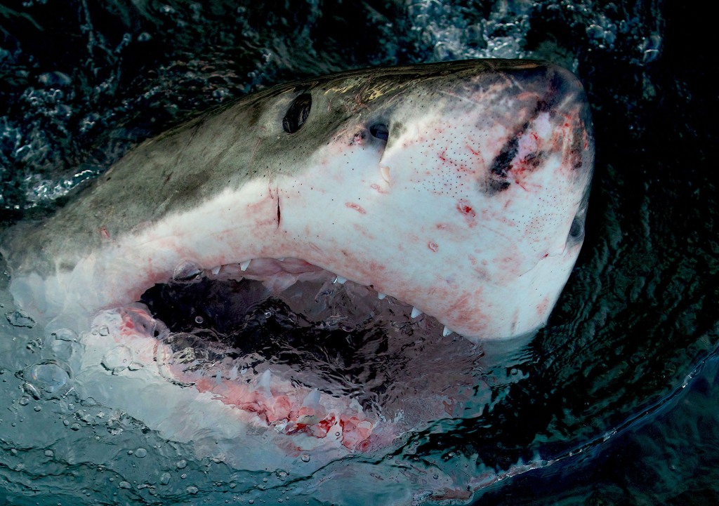 Earlier that week, Steidle had uploaded footage of confirmed great white sharks -- the world's largest predatory fish, growing to 20 feet long and 5,000 pounds -- also pursuing baitfish close to shore off Southampton.