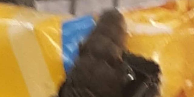 The head of a snake popping out of a bag of popcorn inside a Virginia grocery store.