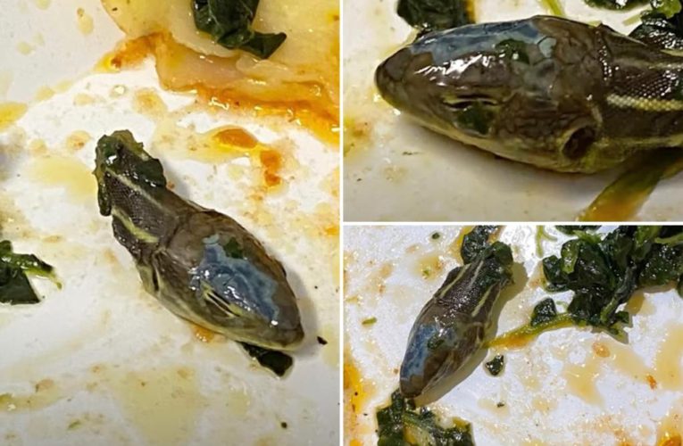 Flight attendant finds severed snake head in airline meal