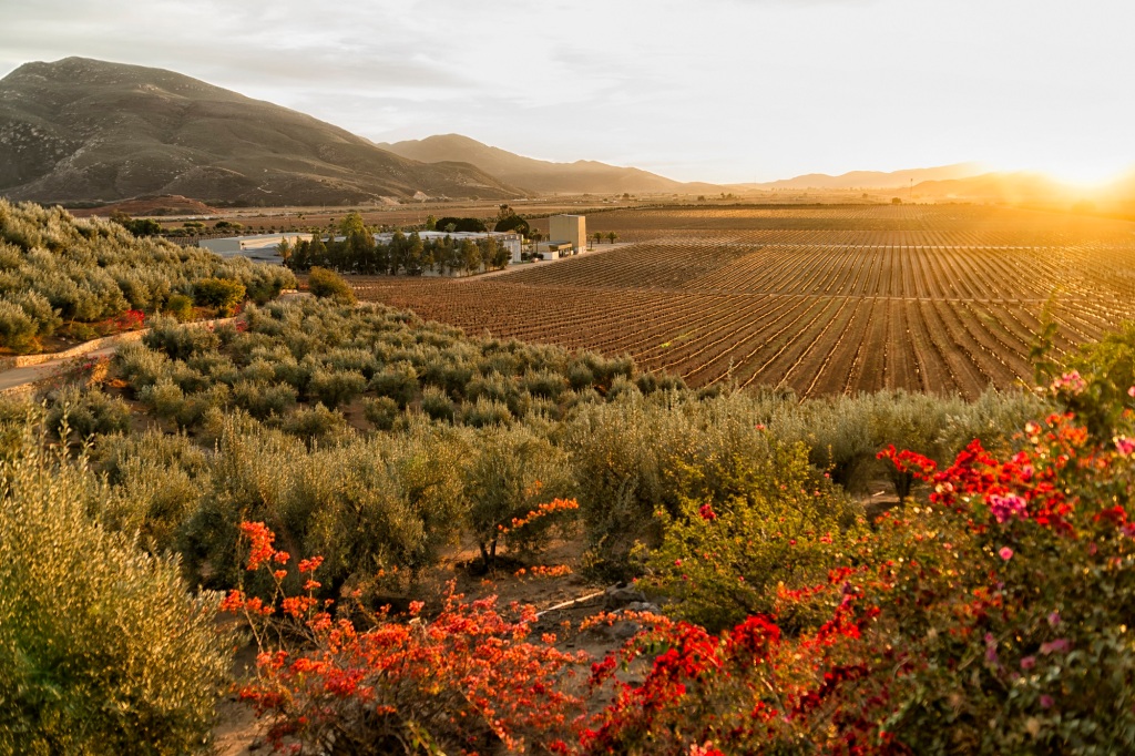 Exterior of Vineyard and winery at sundown in the Valle de Guadalupe, Baja California.