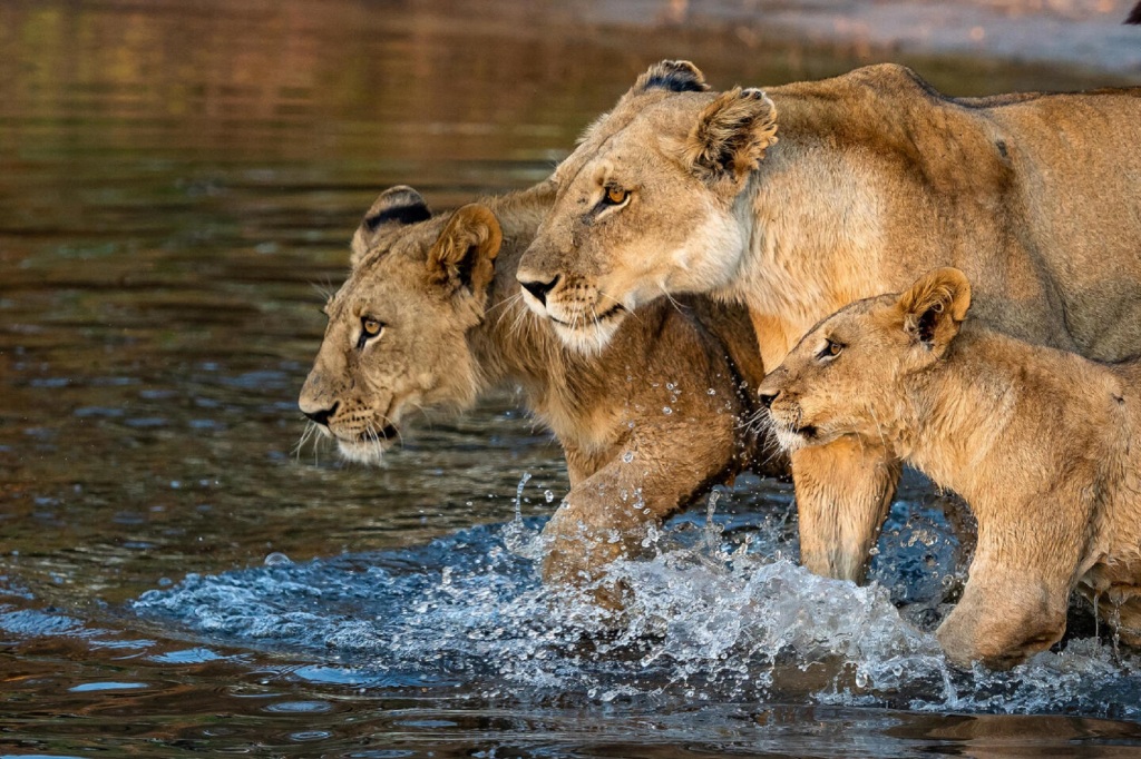Exterior of lions in Botswana.