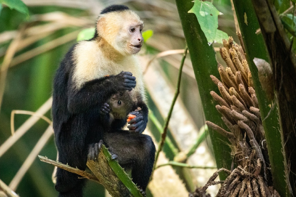 A monkey in Panama.