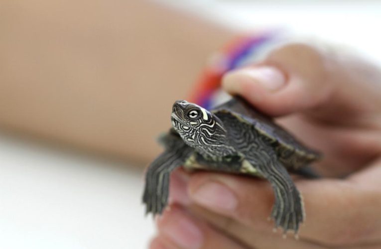 Tiny pet turtles cause salmonella outbreak in kids: CDC