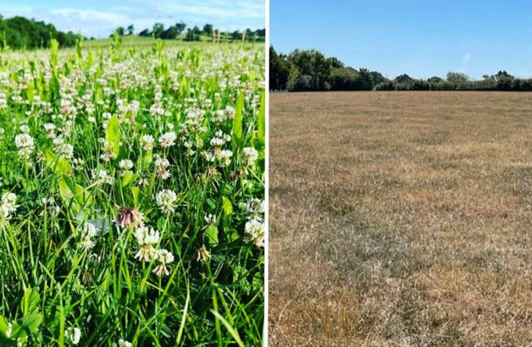 UK farmers’ fields dry out amid heatwave and drought