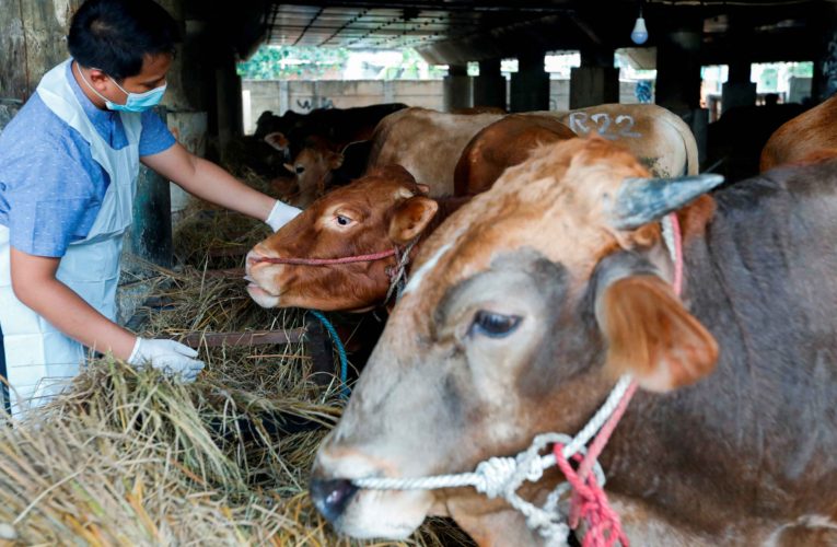 Indonesia focuses on getting their foot and mouth disease outbreak under control by year-end