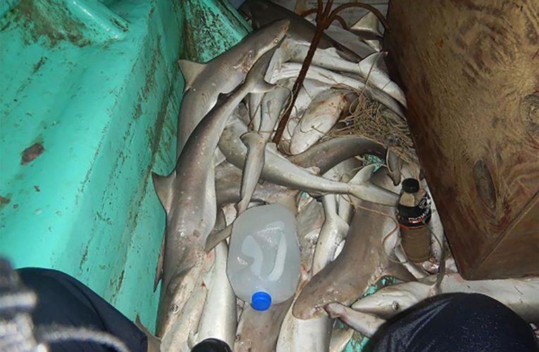 40 illegally caught sharks seized off Texas coast