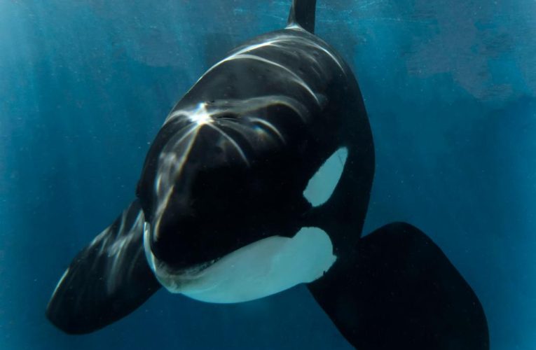 SeaWorld San Diego Killer whale Nakai dies of infection