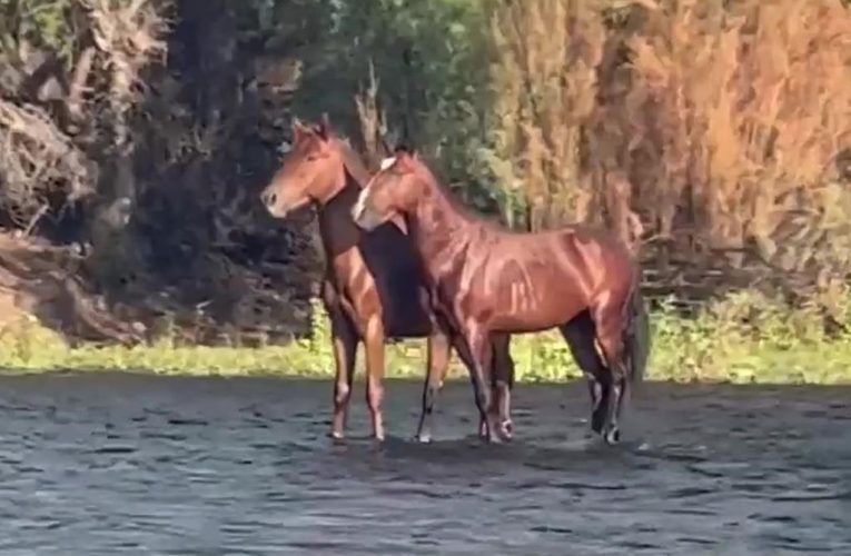 Wild horses ‘walk on water’ in bizarre optical illusion