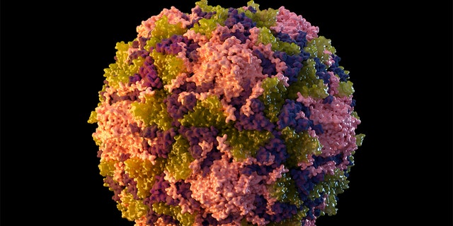 This 2014 illustration made available by the U.S. Centers for Disease Control and Prevention depicts a polio virus particle.