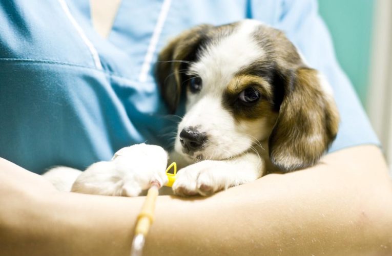 Mystery virus kills dozens of dogs in Michigan