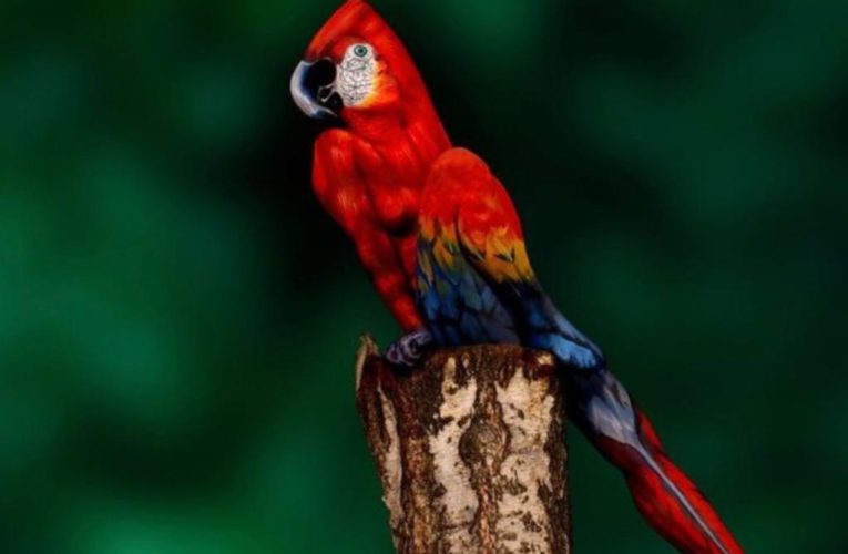 Can you find the woman in this parrot photo?