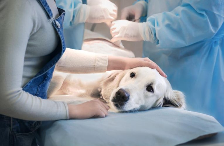 Michigan illness behind dog deaths identified as parvovirus
