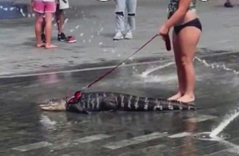 Video shows young girl walk alligator on leash in Philadelphia park