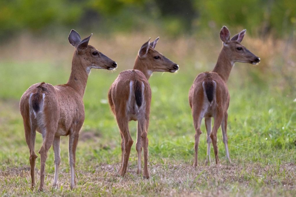 A deer with the disease may appear listless and lethargic and may be found walking in circles.