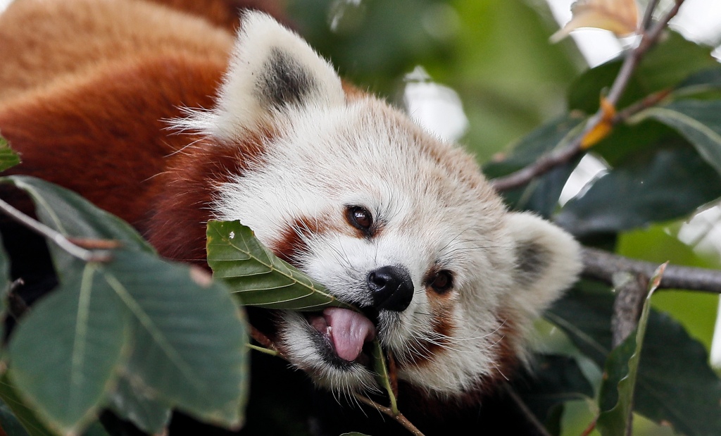 A red panda on a tree takes a leaf for lunch at the zoo in Cologne, Germany.