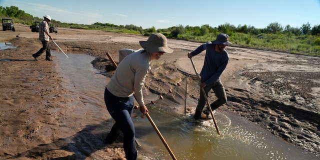 Fish biologists work to rescue the endangered Rio Grande silvery minnows from pools of water in the dry Rio Grande riverbed Tuesday in Albuquerque, New Mexico. For the first time in four decades, the river went dry, threatening and the habitat for the endangered silvery minnows.