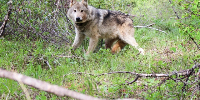 Wildlife advocates are suing federal officials after they missed a deadline to decide if protections for wolves should be restored across the northern U.S. Rocky Mountains. Pictured: A wolf of the Teanaway Pack fitted with a radio collar in the Teanaway area of Washington's Central Cascades in Washington state. 