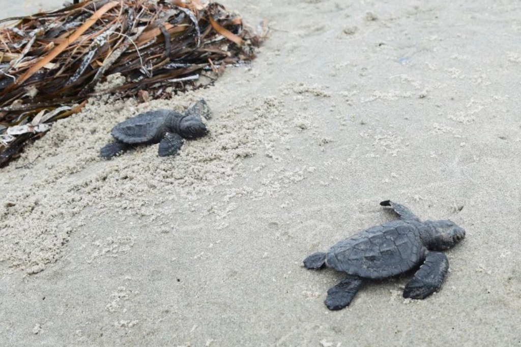 The Louisiana Coastal Protection and Restoration Authority Chairman said Louisiana was a resting spot for all sea turtles.