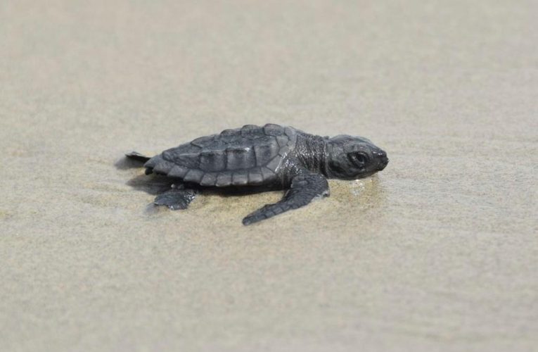 Louisiana officials site world’s smallest sea turtles for first time in 75 years