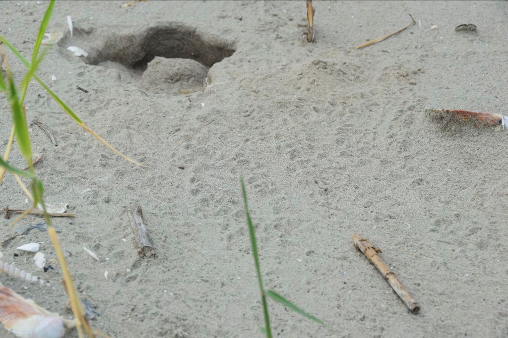 Sea turtle hatchlings were not discovered on the island since 1947, as officials say more than 53 sea turtle crawls have been documented.