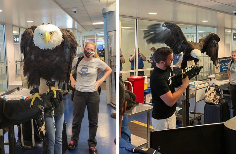 Twitter users react to TSA screening bald eagle at North Carolina airport: ‘He is gorgeous!’