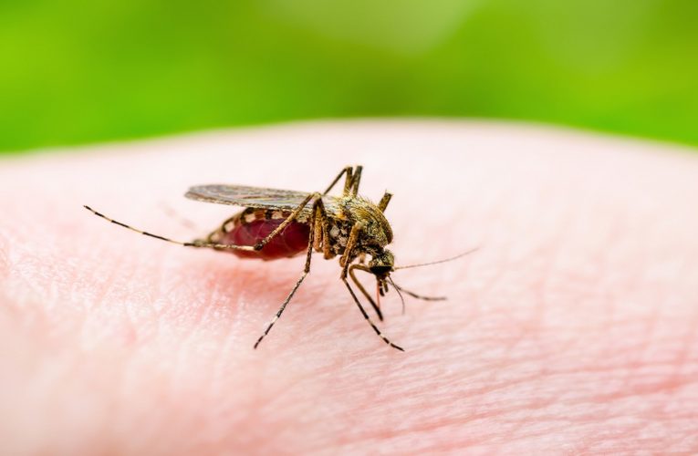 West Nile virus detected in 2 New York City residents as infected mosquito population soars