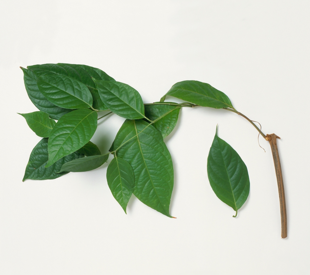 Leaves from Banisteriopsis caapi (Ayahuasca), close-up